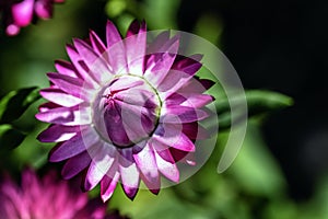 Xerochrysum bracteatum known as the golden everlasting or strawflower