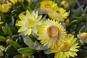 Xerochrysum bracteatum plant in bloom