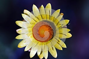 Xerochrysum bracteatum: Strawflower