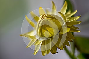 Xerochrysum bracteatum, strawflower, paper daisy, flower head