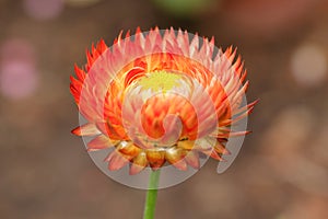 Xerochrysum bracteatum (Vent.) Tzvelev flower