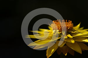 Xerochrysum Viscosum , the Paper Daisy a yellow flower