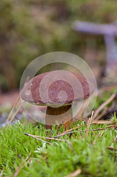 Xerocmus badius mushroom