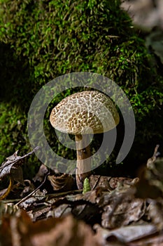 Xerocomellus chrysenteron, known as Boletus chrysenteron or Xerocomus chrysenteron - edible mushroom. Fungus in the natural