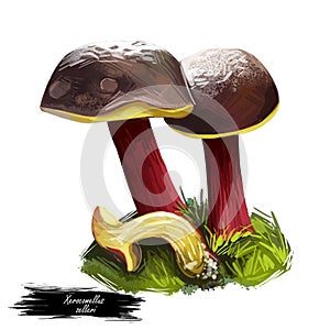 Xerocomellus zelleri or Zeller Bolete mushroom closeup digital art illustration. Boletus has dark brown cap and pale cream colored