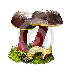 Xerocomellus zelleri or Zeller Bolete mushroom closeup digital art illustration. Boletus has dark brown cap and pale cream colored