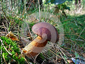 Xerocomus badius in the forest