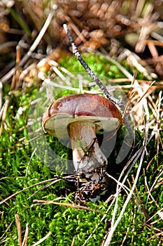 Xerocomus badius mushroom on green grass