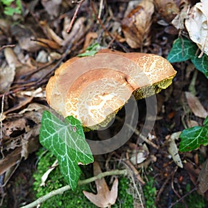 The Xerocomus flywheel is a genus of edible tubular fungi, the Boletaceae family. The fissured flywheel Xerocomellus