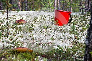 The Xerocomus in the forest. Red bucket