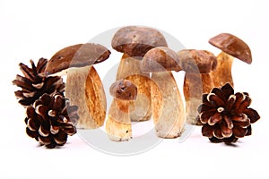 Xerocomus mushrooms