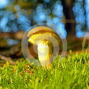 Xerocomus submentosus mushroom