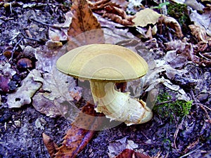 Xerocomus Subtomentosus