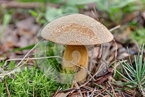 Xerocomus subtomentosus close up