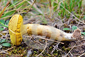 Xerocomus subtomentosus mushroom