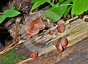 Xeromphalina Campanella growing on Dead Tree photo