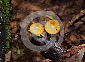 Xeromphalina Campanella growing on Dead Tree photo