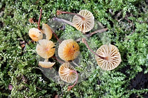 Xeromphalina campanella mushrooms in wild photo