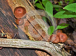 Xeromphalina Campanella growing on Dead Tree photo