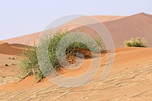 Xerophytic plant (Acanthosicyos horrida) in the sandy Namib Desert. photo