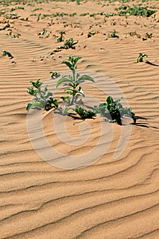 Xerophytic plant in the sandy Namib Desert. photo