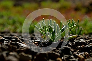 Xerophytic seedling photo