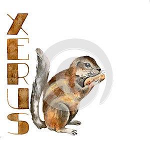 Xerus with a peanuts, watercolor illustration