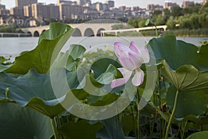 Xi 'an QuJiangChi park south lake scenery, xi 'an city