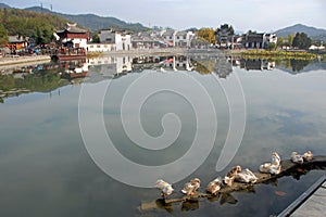 Xidi Ancient Town in Anhui Province, China. Ducks on Ming Jing Lake with the old town behind