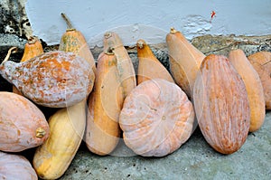 Xidi Village pumpkin