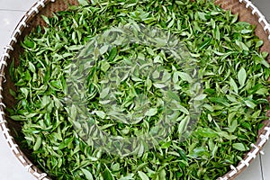 Xihu Longjing Tea,or Dragon Well Tea