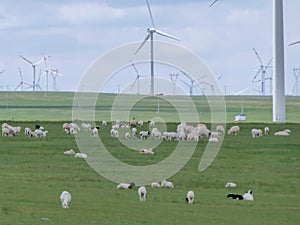 Xilinhot -A big heard of sheep grazing under wind turbines build on a vast pasture in Xilinhot, Inner Mongolia. Natural resources