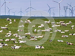 Xilinhot -A big heard of sheep grazing under wind turbines build on a vast pasture in Xilinhot, Inner Mongolia. Natural resources