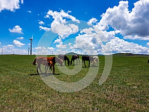 Xilinhot - Heard of horses grazing under wind turbines build on a vast pasture in Xilinhot, Inner Mongolia. Natural resources