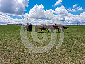 Xilinhot - Heard of horses grazing under wind turbines build on a vast pasture in Xilinhot, Inner Mongolia. Natural resources