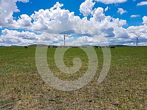 Xilinhot - Heard of horses grazing under wind turbines build on a vast pasture in Xilinhot, Inner Mongolia. Natural resources