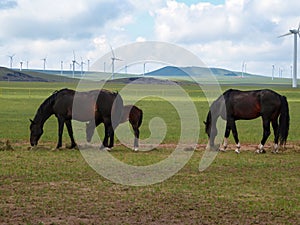 Xilinhot - Heard of horses grazing under wind turbines build on a vast pasture in Xilinhot, Inner Mongolia. Natural resources