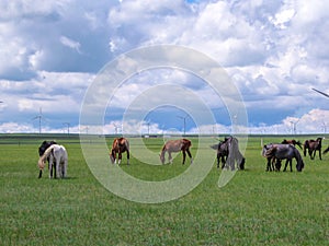 Xilinhot - Heard of horses grazing under wind turbines build on a vast pasture in Xilinhot, Inner Mongolia. Natural resources