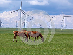 Xilinhot - Heard of horses grazing under wind turbines build on a vast pasture in Xilinhot, Inner Mongolia. Natural resources