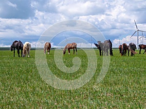 Xilinhot - Heard of horses grazing under wind turbines build on a vast pasture in Xilinhot, Inner Mongolia. Natural resources