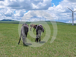 Xilinhot - Heard of horses grazing under wind turbines build on a vast pasture in Xilinhot, Inner Mongolia. Natural resources