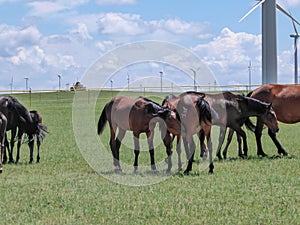 Xilinhot - Heard of horses grazing under wind turbines build on a vast pasture in Xilinhot, Inner Mongolia. Natural resources