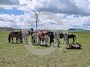 Xilinhot - Heard of horses grazing under wind turbines build on a vast pasture in Xilinhot, Inner Mongolia. Natural resources