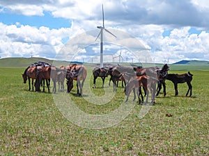 Xilinhot - Heard of horses grazing under wind turbines build on a vast pasture in Xilinhot, Inner Mongolia. Natural resources