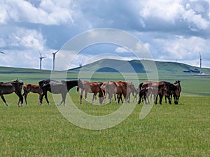 Xilinhot - Heard of horses grazing under wind turbines build on a vast pasture in Xilinhot, Inner Mongolia. Natural resources