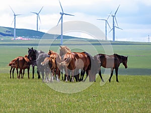 Xilinhot - Heard of horses grazing under wind turbines build on a vast pasture in Xilinhot, Inner Mongolia. Natural resources