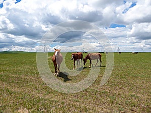 Xilinhot - Heard of horses grazing under wind turbines build on a vast pasture in Xilinhot, Inner Mongolia. Natural resources