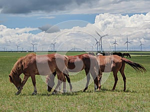 Xilinhot - Heard of horses grazing under wind turbines build on a vast pasture in Xilinhot, Inner Mongolia. Natural resources