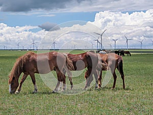 Xilinhot - Heard of horses grazing under wind turbines build on a vast pasture in Xilinhot, Inner Mongolia. Natural resources