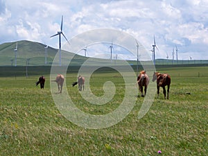 Xilinhot - Heard of horses grazing under wind turbines build on a vast pasture in Xilinhot, Inner Mongolia. Natural resources